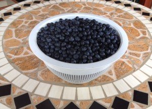Confessions of a Blueberry Addict and Where I Bought 34 Pints for $40 15 pints of blueberries minus one that Neily ate