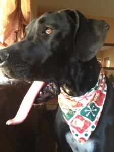 A Different Neily Post! Did you read about the Great Dane with 19 puppies? Foster Cooper came to rescue Nov 2012 | adopted Feb 2013