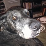 A Different Neily Post! Did you read about the Great Dane with 19 puppies? Rylee-11yo-oct2013 (400x300)