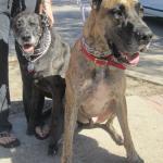 A Different Neily Post! Did you read about the Great Dane with 19 puppies? Rylee and Norman White Rock Dog Park DFF Oct 15, 2011