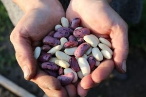 For the Love of Beans beans